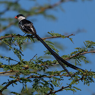 Solio - Pin-tailed whydah
